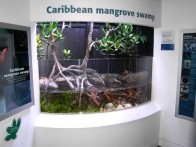03-mangrove-caribeenne