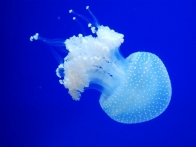 04-meduse-a-points-blancs