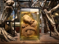 grant-museum-zoology-houses-collection-20120904-070442-302
