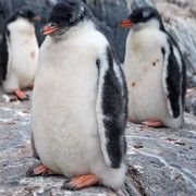 Le voyage en Antarctique (1/2) : 10 conseils