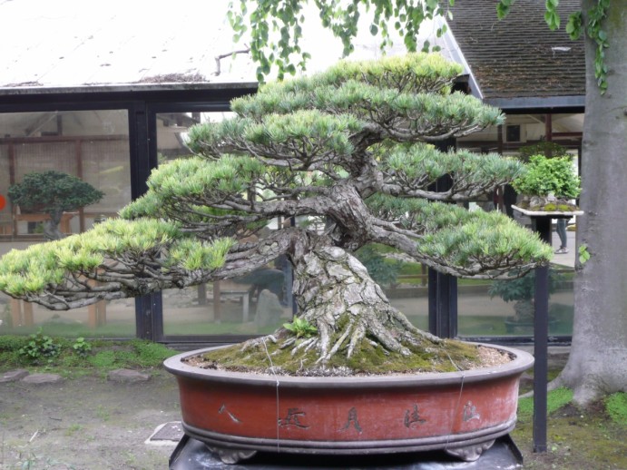 Pinus_parviflora_pentaphylla_01_by_Line1
