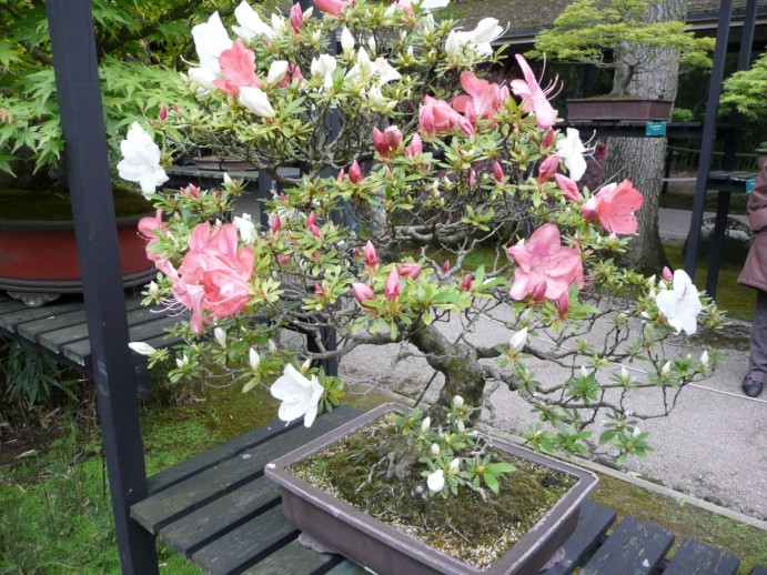 Rhododendron_indicum_01a_by_Line1