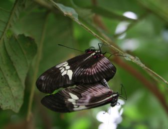 Lac Atitlán : papillon de la Reserva Natural Atitlán (crédit : Claudia Downey)