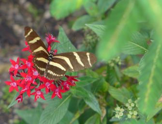 Lac Atitlán : papillon de la Reserva Natural Atitlán (crédit : Bertrand Lasseguette)