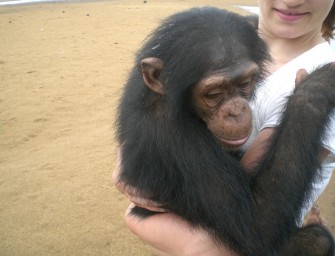 Les chimpanzés de « Papaye France » vous attendent au Cameroun